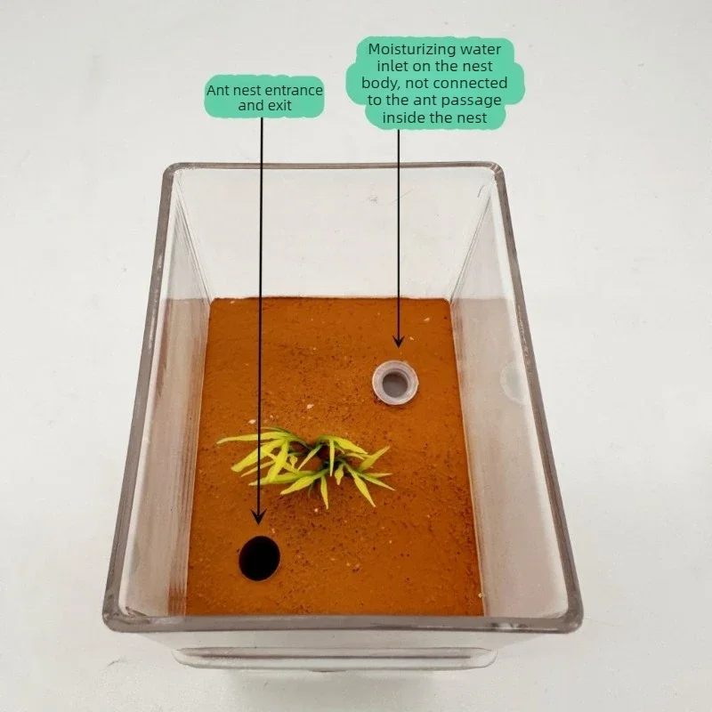 Ant Nest Double Layers Moisturizing Anthill with Activity Area Ecological Ant Insect Castle Ants Habitat Antkeeping Supplies