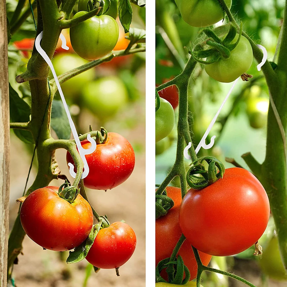 50/100pcs Tomato Support Hooks 9.5/13/16cm Plant Support Vegetable Clips To Prevent Tomatoes Fruit Cluster From Pinching