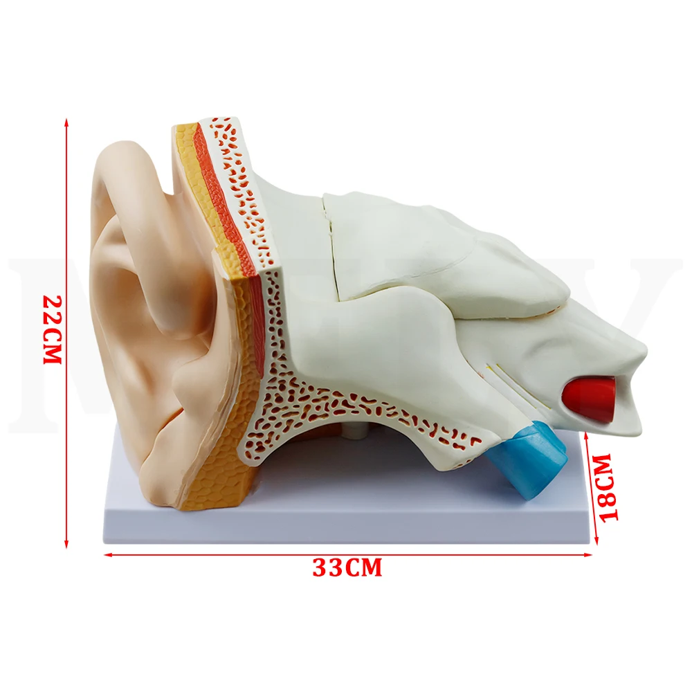 5 Times Human Ear Anatomy Model Showing Organs structure of the Central and External Ears Medical teaching supplies 34x23x22CM