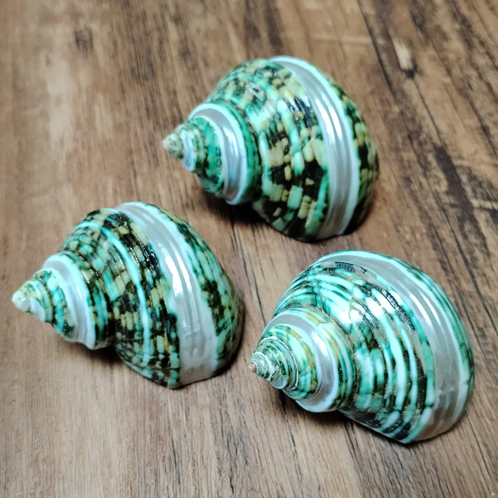 5PCS Green Turbo with Two Pearl Bands, Real Hermit Crab Sea Shells Jade Green Banded Turbo Shell Hermit Crab House for Décor