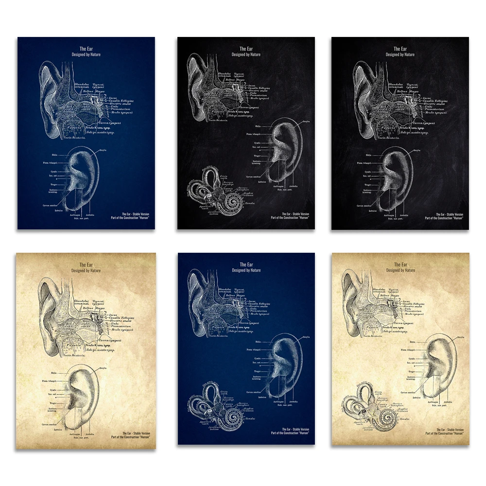 Ear Anatomy Patent Poster Inner Ear Diagram Artwork for Audiologists Doctors Gift Idea - Ear Science Decoration Poster