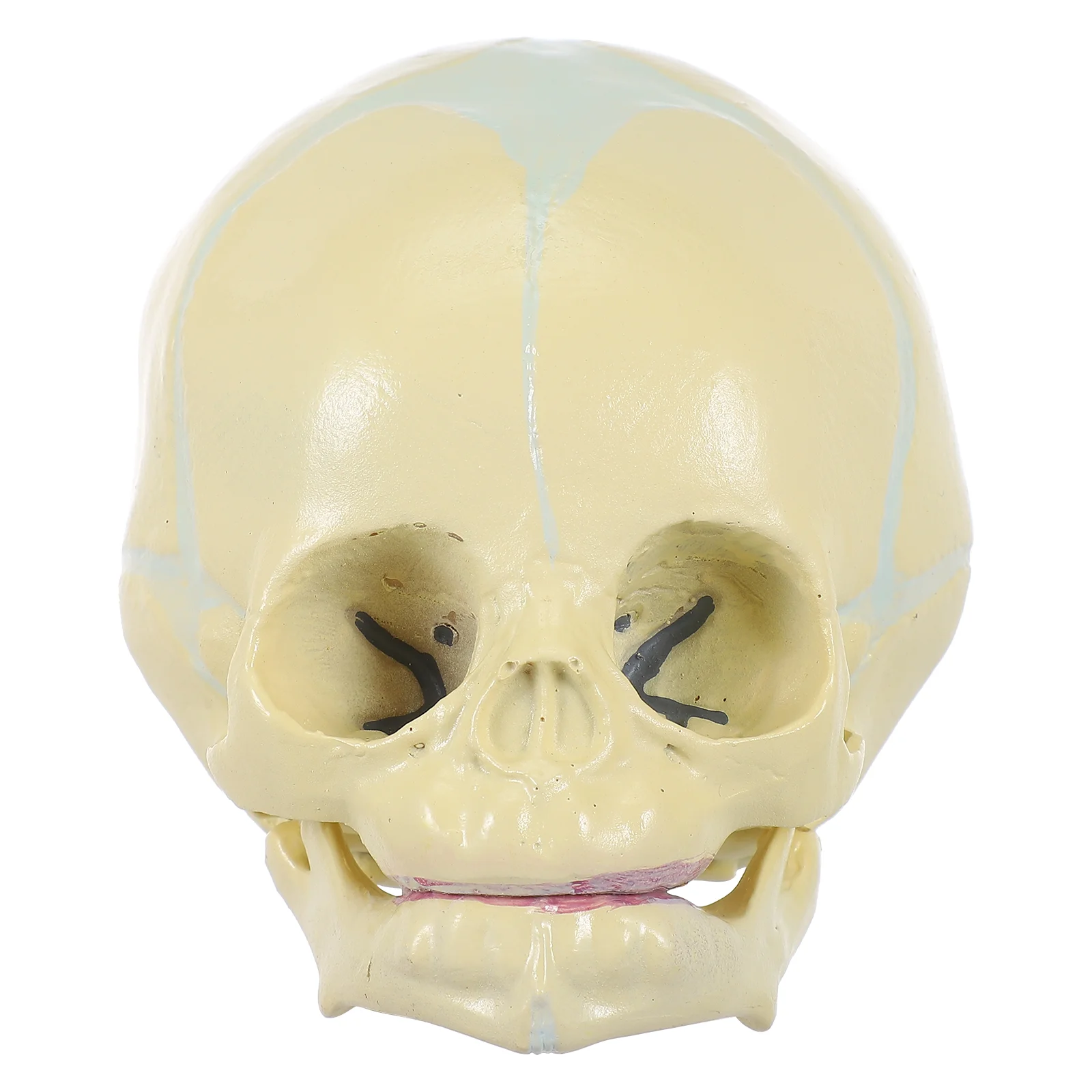 Scientific Human Skull Medical Supplies Life Sized Fetus Head Bone Baby