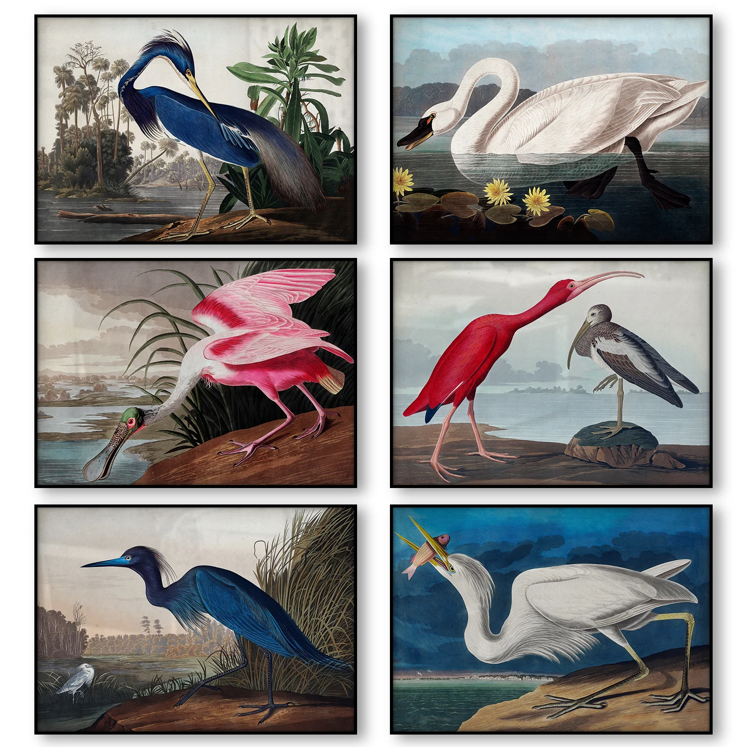 Vintage Bird American Heron Swan Roseate Spoonbill Scarlet Lbis Blue Crane Unframed Art Picture Print Canvas Poster Home Decor