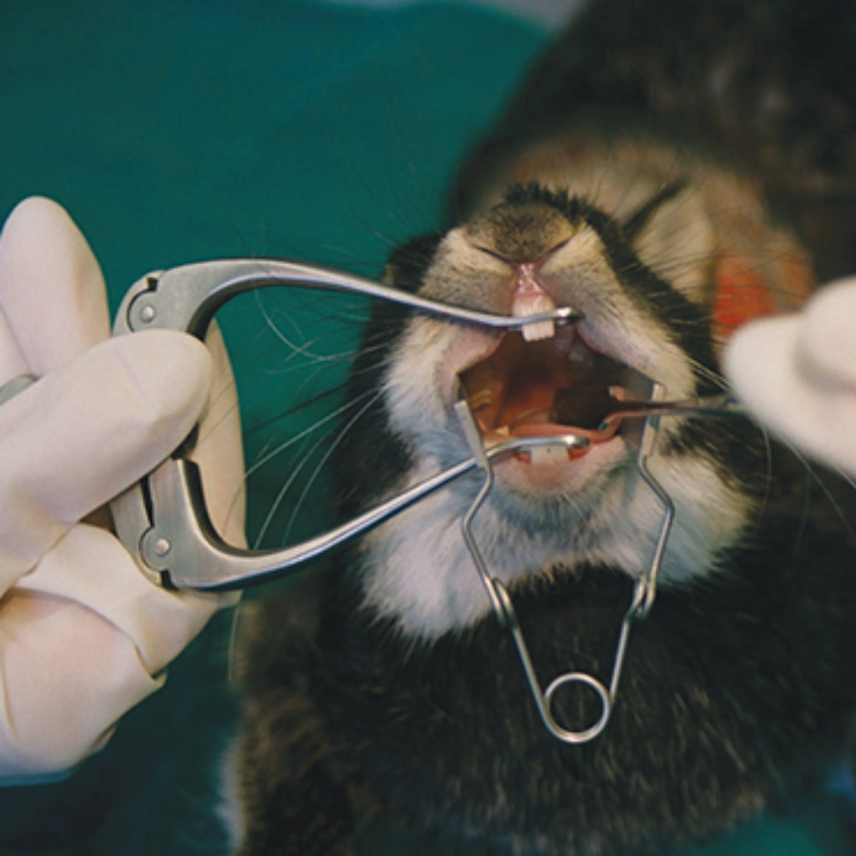 Pembedahan eksperimental pada hewan, pembuka pipi, penyebar, pembuka mulut