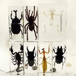 Large Tarantula Specimen in Resin Large Bugs Spiders Centipede Resin Bug Beetle Scorpion Insect Specimen Model Desk Decoration