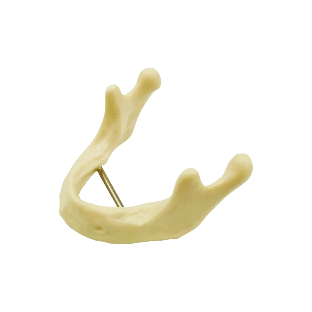 1pcs Mandible Practice Dental Model Teeth Teaching Model Lower Jawbone Implant Model Dentist Students Training Examation Models