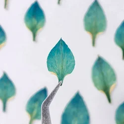 Pressed Black Grass Petal,nature Dry Flowers DIY Christmas Scented Candle Festival Party Facial Flora Decoration,1.5-2.5cm/12pcs