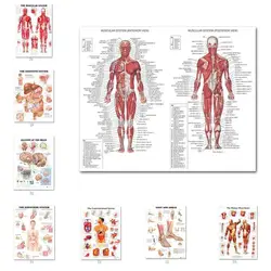 Anatomical Muscular System Poster Human Body Anatomy Chart Medical Educational Canvas for School Decor