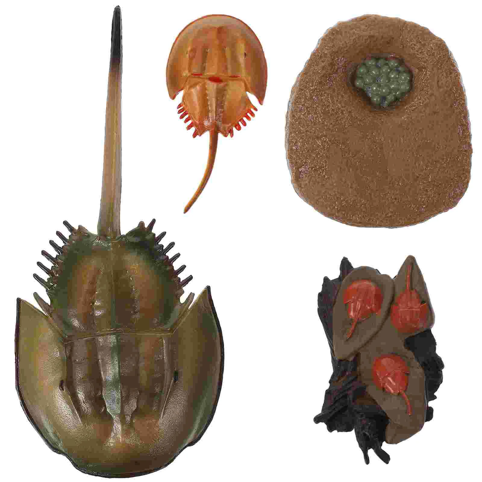 Cognitive Model of Life Brain Toy Montessori Toys Kids Animal Horseshoe Crab Growth Cycle Creatures Sea ​​turtle Child