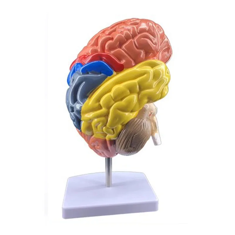 

Cerebral Anatomical Model Anatomy Life Size Human Half Brain Brainstem Model Medical Teaching Lab Supplies