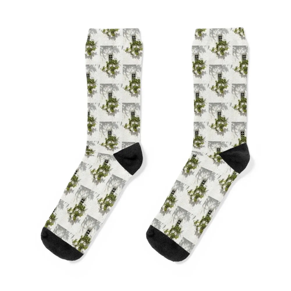 Special Gardening Creativity - Instantly Adorable African Daisies on a Stucco Wall Socks cotton set halloween Socks Woman Men's