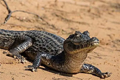 

43T 10T Steel Front Rear Differential Set ARA310990 for ARRMA1/8 KRATON V5 V6 1/7 BIG ROCK MOJAVE EXB Upgrade Parts