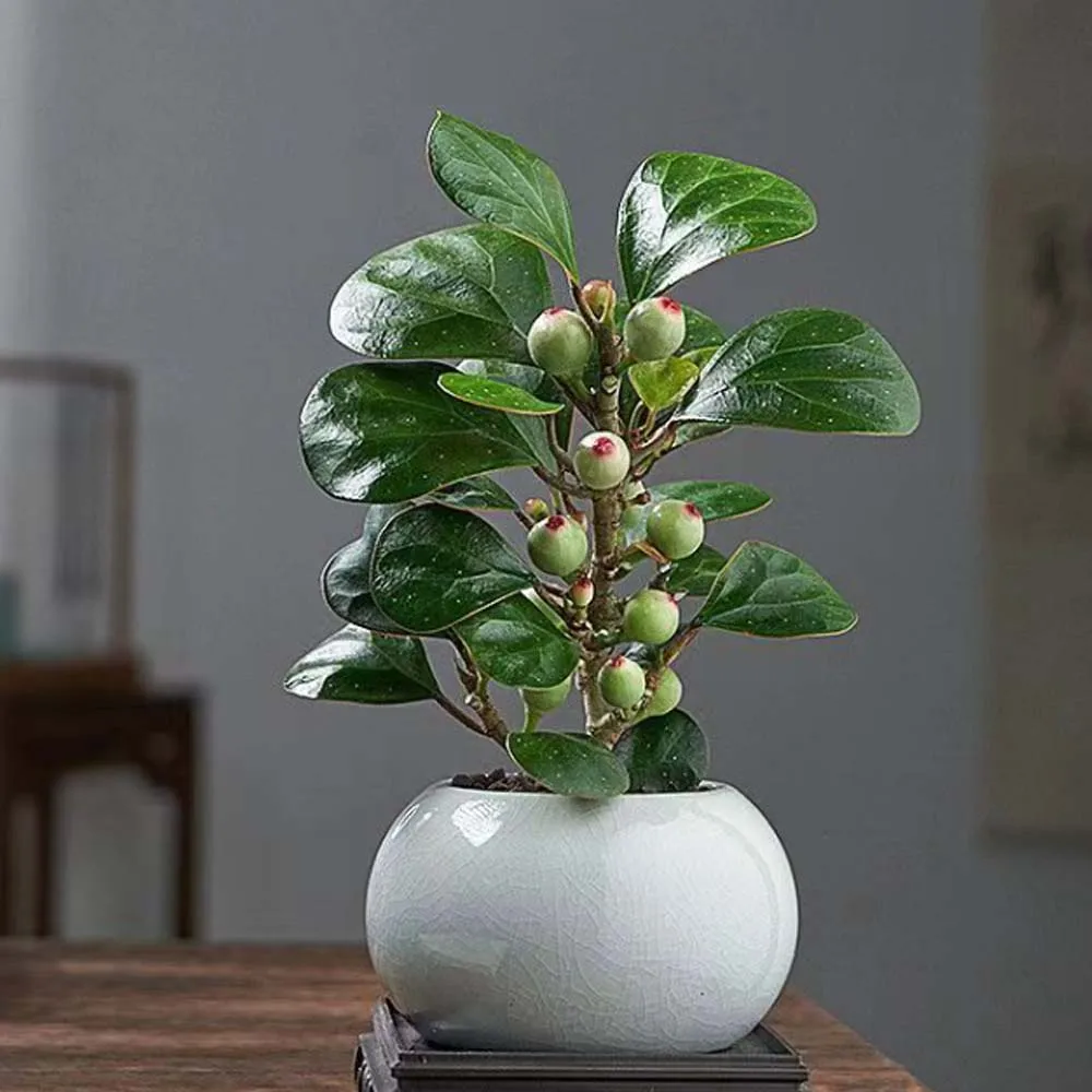 

DSpower 20KG 30KG Digital Servo Metal Gear High Torque Servo for 1/8 1/10 TRX4 TRX6 SCX10 Arrma 104001 Slash Maxx RC Car Truck