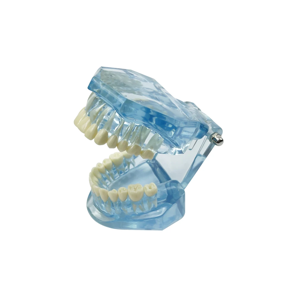 Modelo de dientes dentales transparentes para estudiar, enseñanza, educación, modelo de mandíbula Typodont transparente Normal, equipo de odontología, 1 Uds.