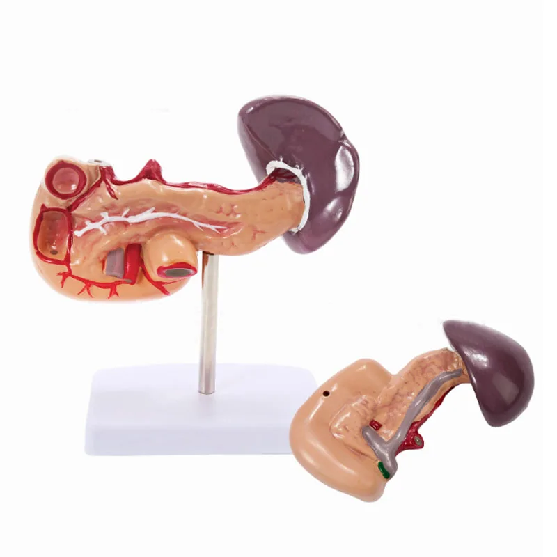 Anatomical Model Of Human Liver, Spleen, And Pancreas Duodenal Model Medical Teaching Supplies