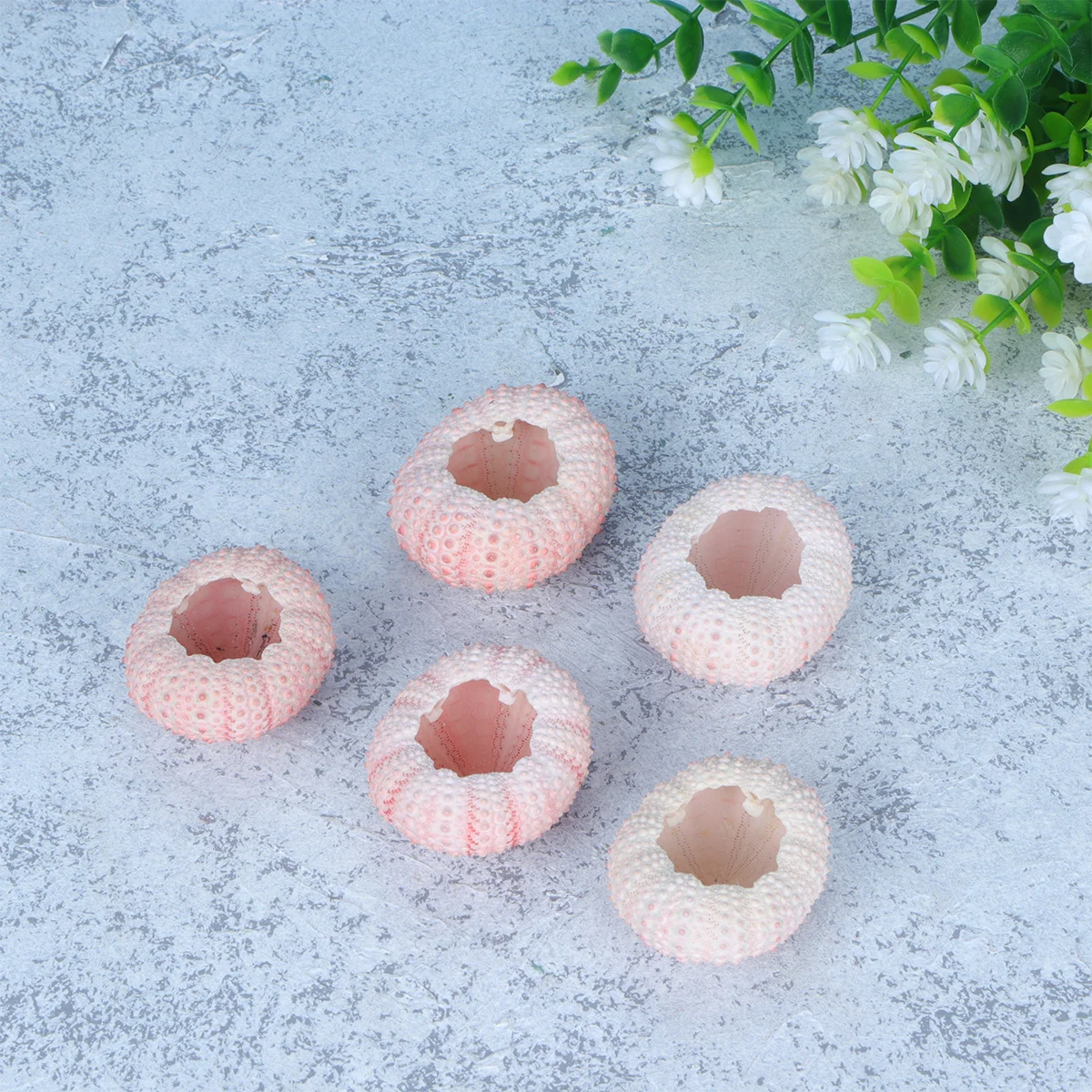 

5Pcs Genuine Sea Urchin Shells Above 4Cm Natural Holder for Air Plants Tillandsia DIY Craft Material Desktop Balcony Decor