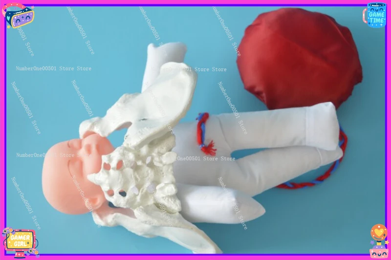 

Childbirth Demonstration Pelvic Model with Fetus Umbilical Cord Placenta for Midwifery Training Obstetric Teaching Simulator