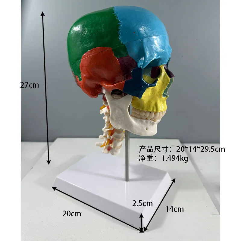 Skull model color PVC anatomical model with spine and brain medical teaching training model