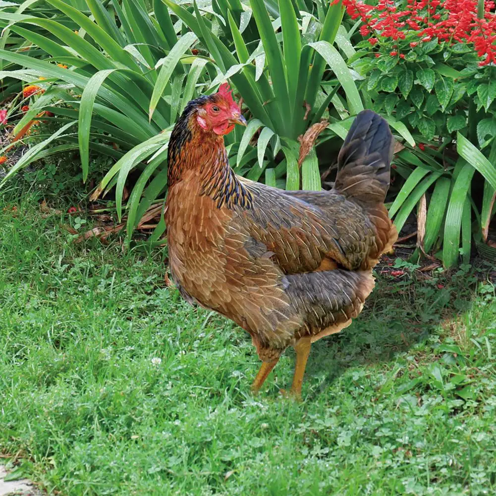 Estatua de gallo de jardín, escultura de pollo para decoración de patio, estatuilla de gallina resistente a la intemperie para Patio, decoración del