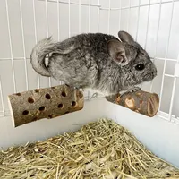 Natural Apple Wood Animal Chew Stick for Rabbits Chinchillas Parrots Anti Bite Molar Toy Cage Wooden Stand Station Exercise