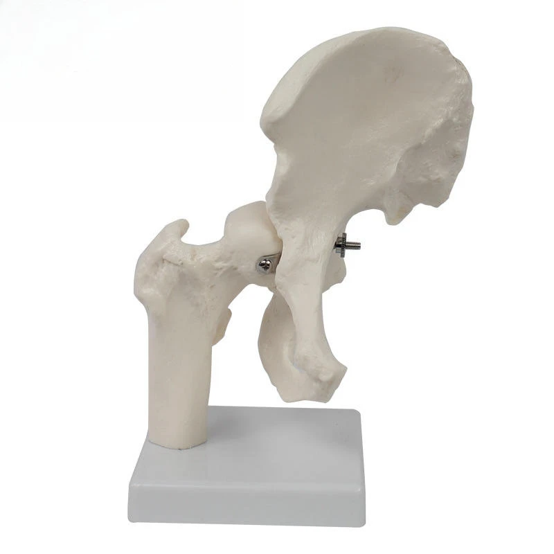Life Size Human Hip Joint Anatomical Model Medical Teaching Training Model