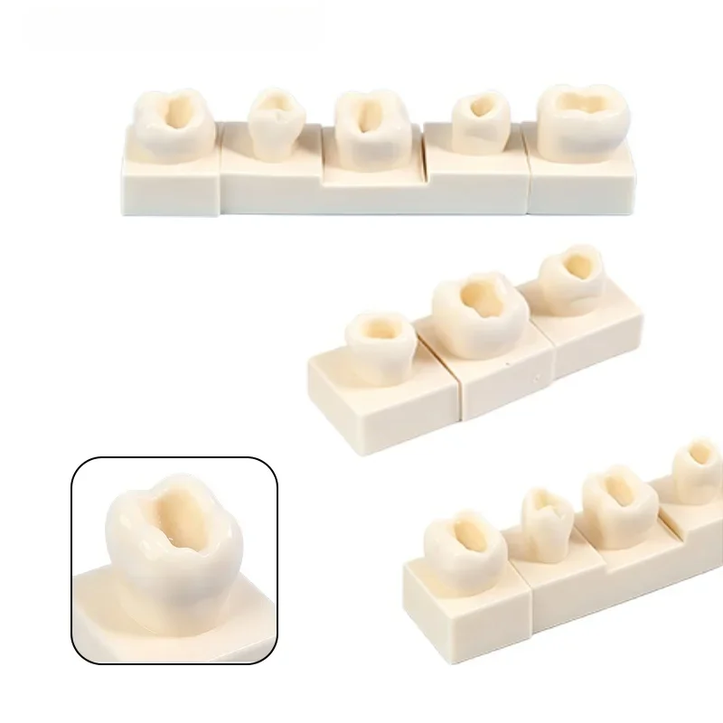 8Pcs Dental Resin Filling Practice Model Front Teeth and Rear Teeth Model Student Training Studying Model