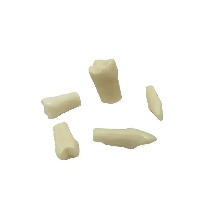 32Pcs Teeth Dental Simulation Tooth Grain Resin Simulation Tooth Full Mouth Dental Tools