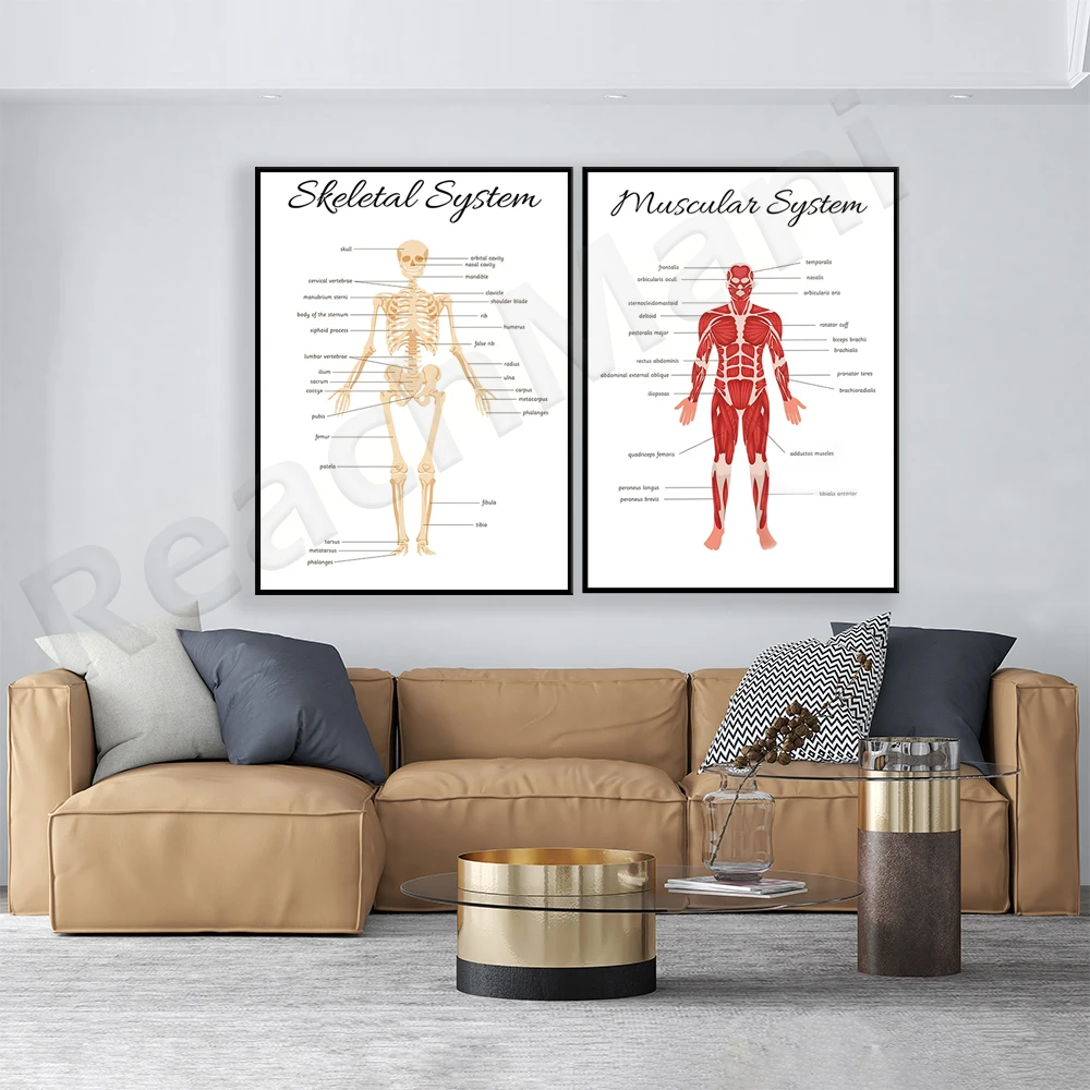 SISTEMA SKELETAL • Pôster educ - Kids Education System avaliação e preço
