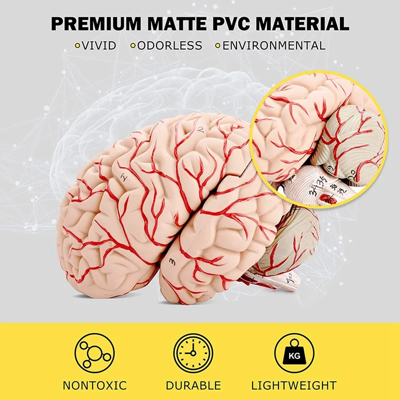 Human Brain Model,Life Size Human Brain Anatomy Model With Display Base, For Science Classroom Study & Teaching Display