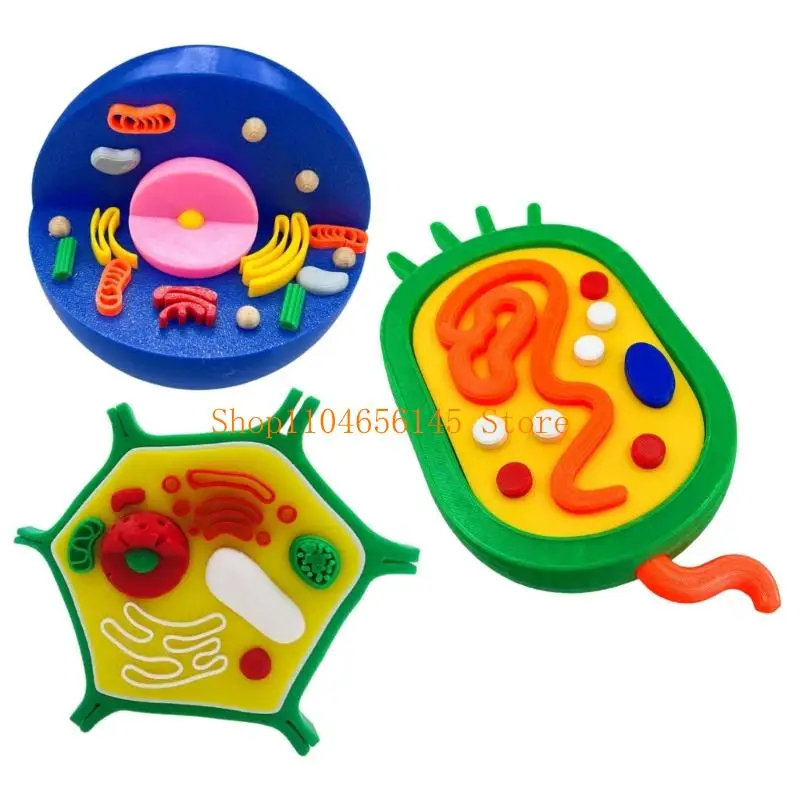 5asd Anatomical Animal and Plant Cell Comparison Model For Classroom Lab Education
