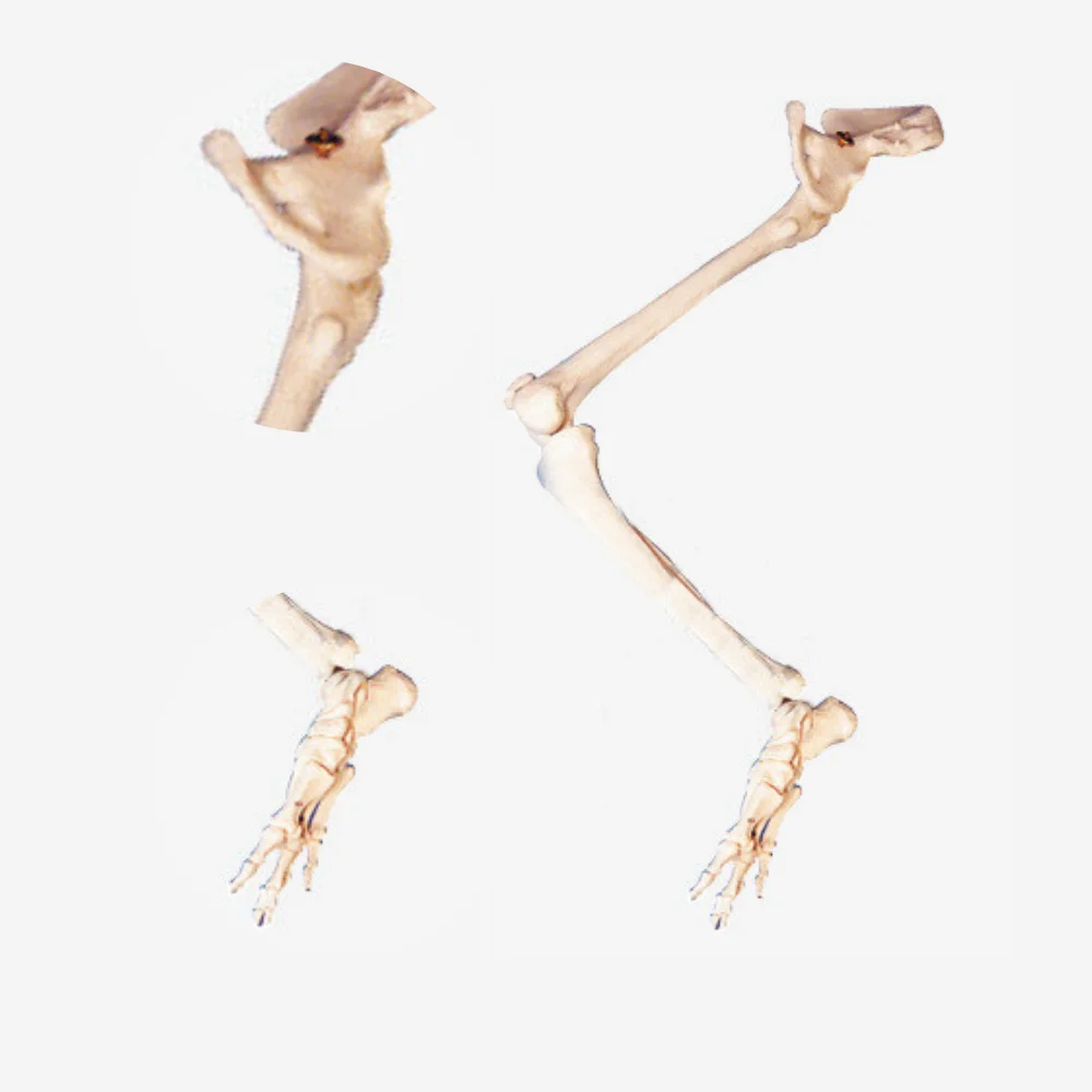 

Модель кости и скелета нижних конечностей, медицинский научный симулятор, образовательная учебная помощь, учебные пособия для средней школы