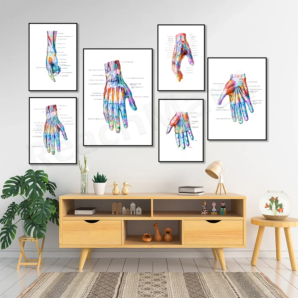 Hand anatomy print, wrist muscle and ligament print, chiropractor gift, hand surgery art medical poster, clinic orthopaedic gift