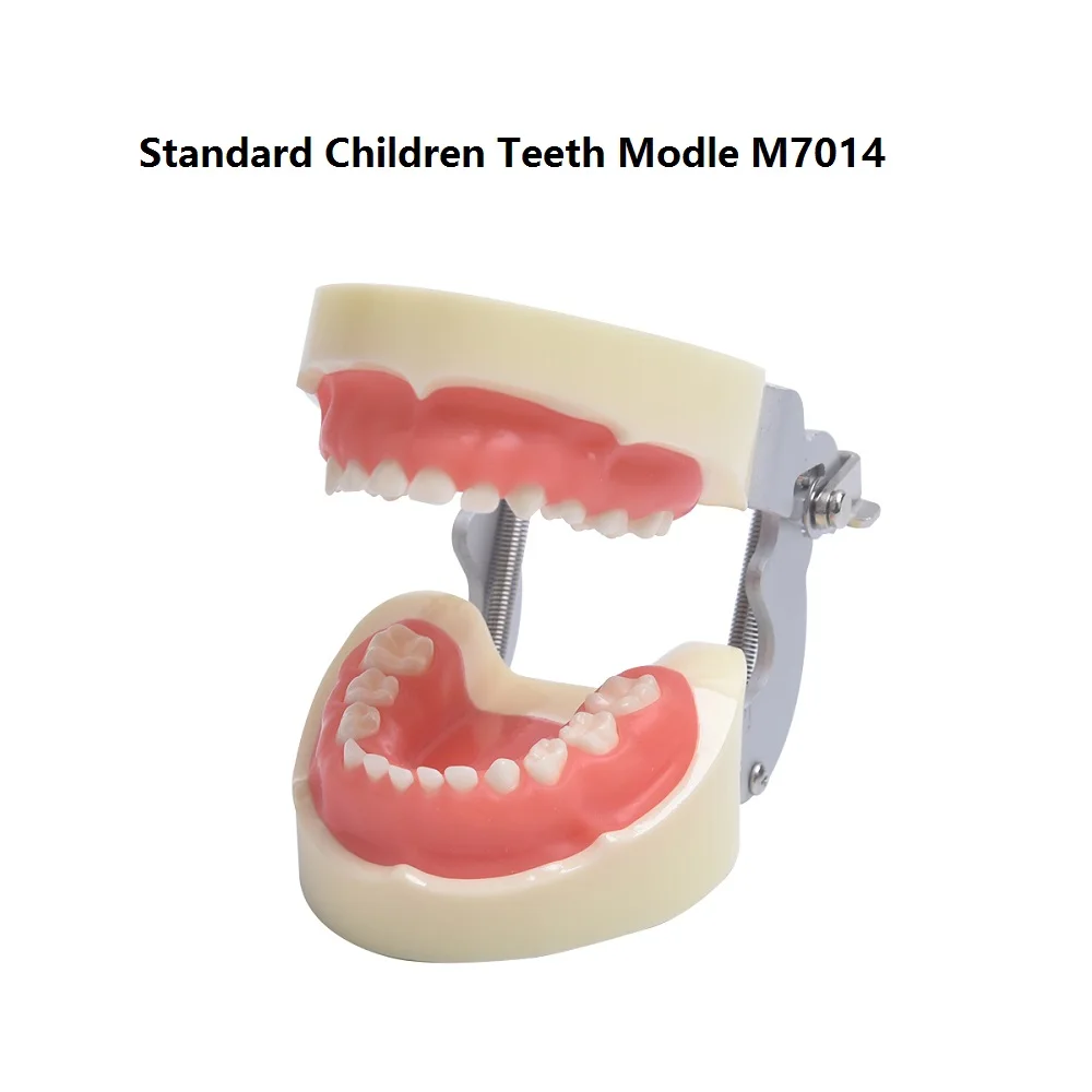 Modèle de dents de préintervention dentaire pour enfants, modèle de dents standard, éducation dentaire, enfants, M7014