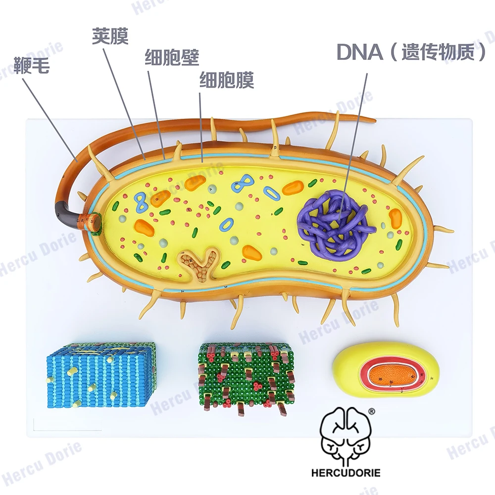 Microbial Bacterial Amplification Model, Trisection Virus Microstructure, Cell Sample, Chromosome DNA, Biomedical Model