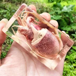 Real Insect Bug Specimen Taxidermia Clear Large Bug Epoxy Resin Spiders Beetles Large Insect Scorpion Specimen Craft Decoration