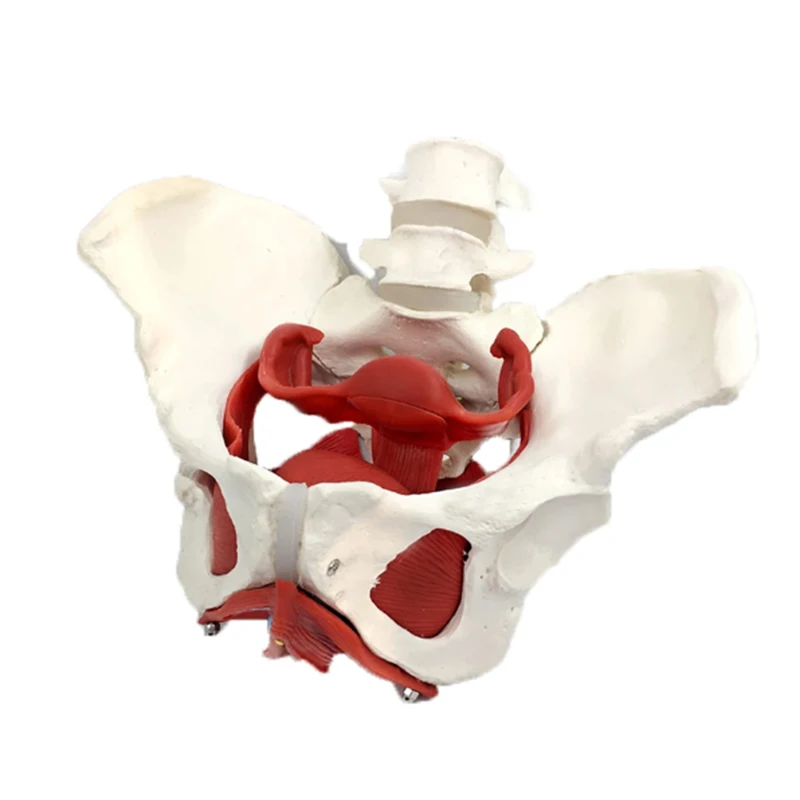 

Модель женского таза человека, анатомия мышц тазового дна, модель скелета, медицинские научные обучающие инструменты