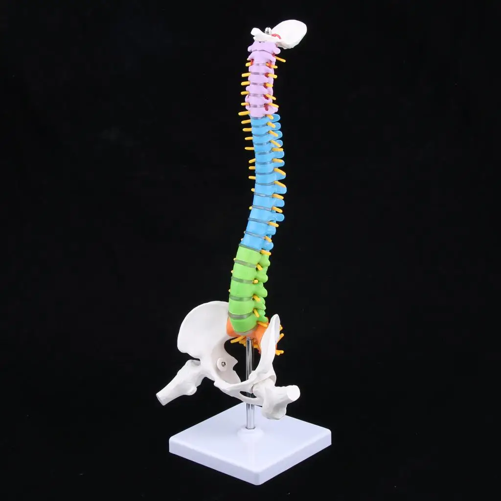 modello-anatomico-in-pvc-della-colonna-vertebrale-con-pelvi-giocattolo-educativo-per-laboratorio-e-studio