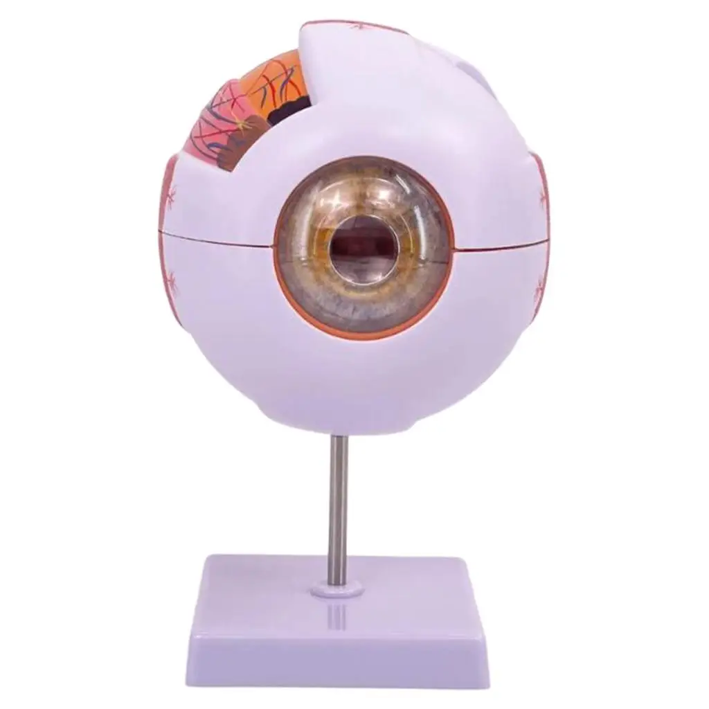 Anatomisches Modell des menschlichen Auges, vergrößertes Augapfel-Ausstellungsmodell für biologische Laborforschung, Ausstellung, Studentenklassenzimmer