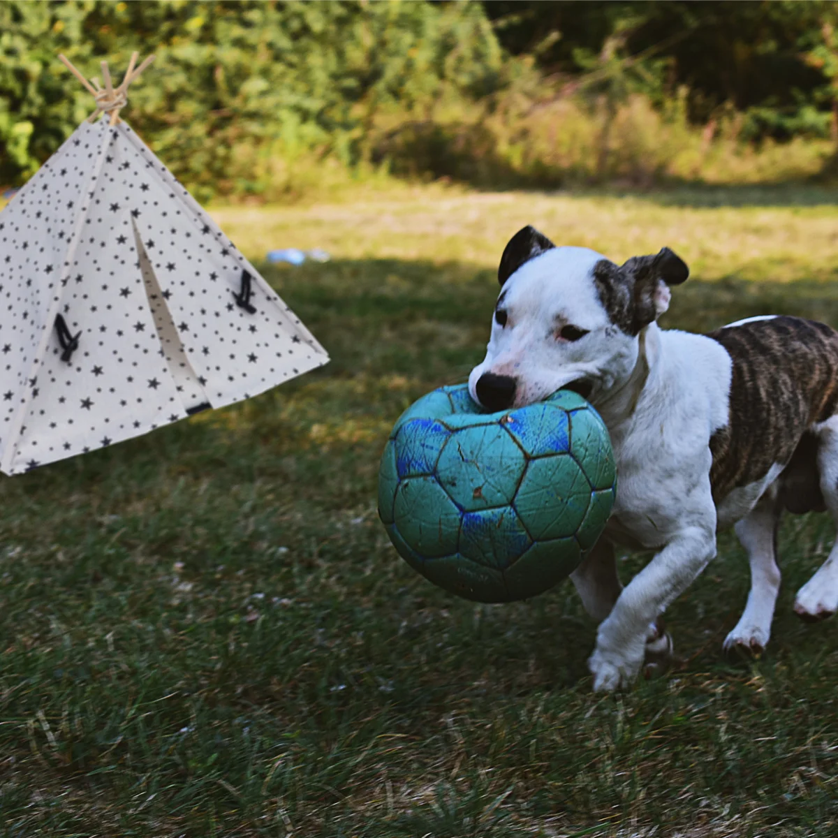 Pet Tent Cat House Rabbits Animaux Outdoor Dog Kennel Pets and Portable Cage Large