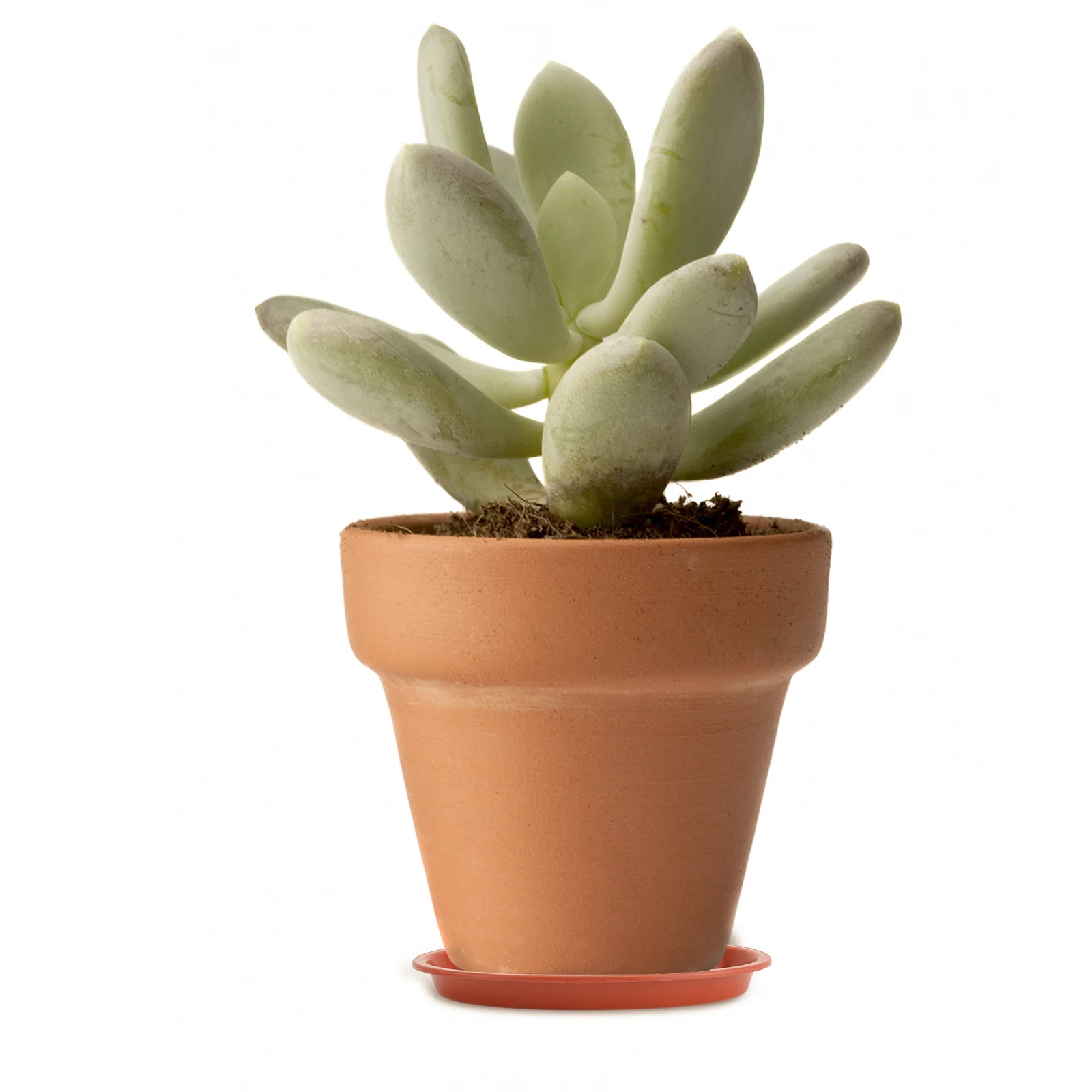 

10 Pcs Flowerpot Trays Lightweight Durable Plastic Prevent Water Leaking Oval Shaped Plant Pot Bases Bonsai Accessories Garden