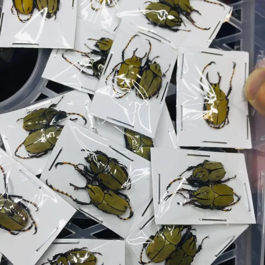 Espécimen de insecto Real, espécimen de escarabajo, Dicronocephalus, escarabajo de insecto Real, enseñanza biológica, colección de insectos, decoración del hogar