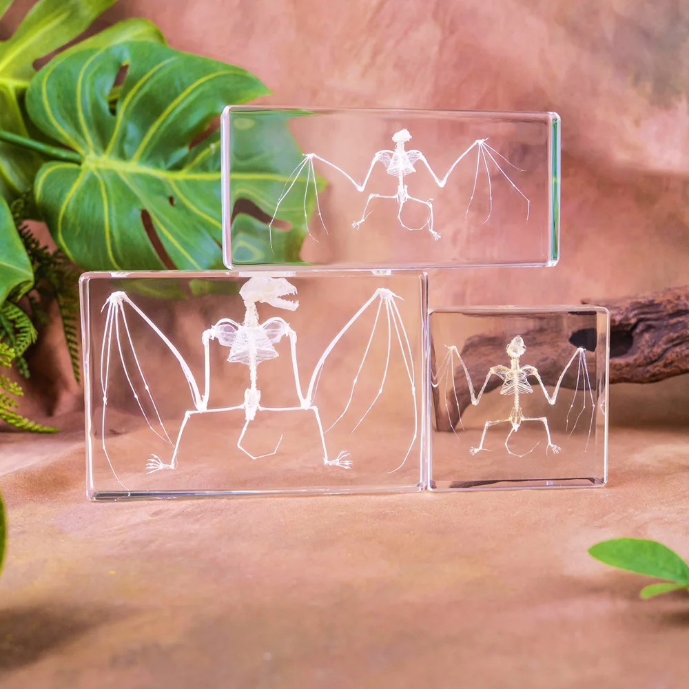 Bat & Turtle Skeleton Specimens: a Fascinating Display of Nature's Wonders