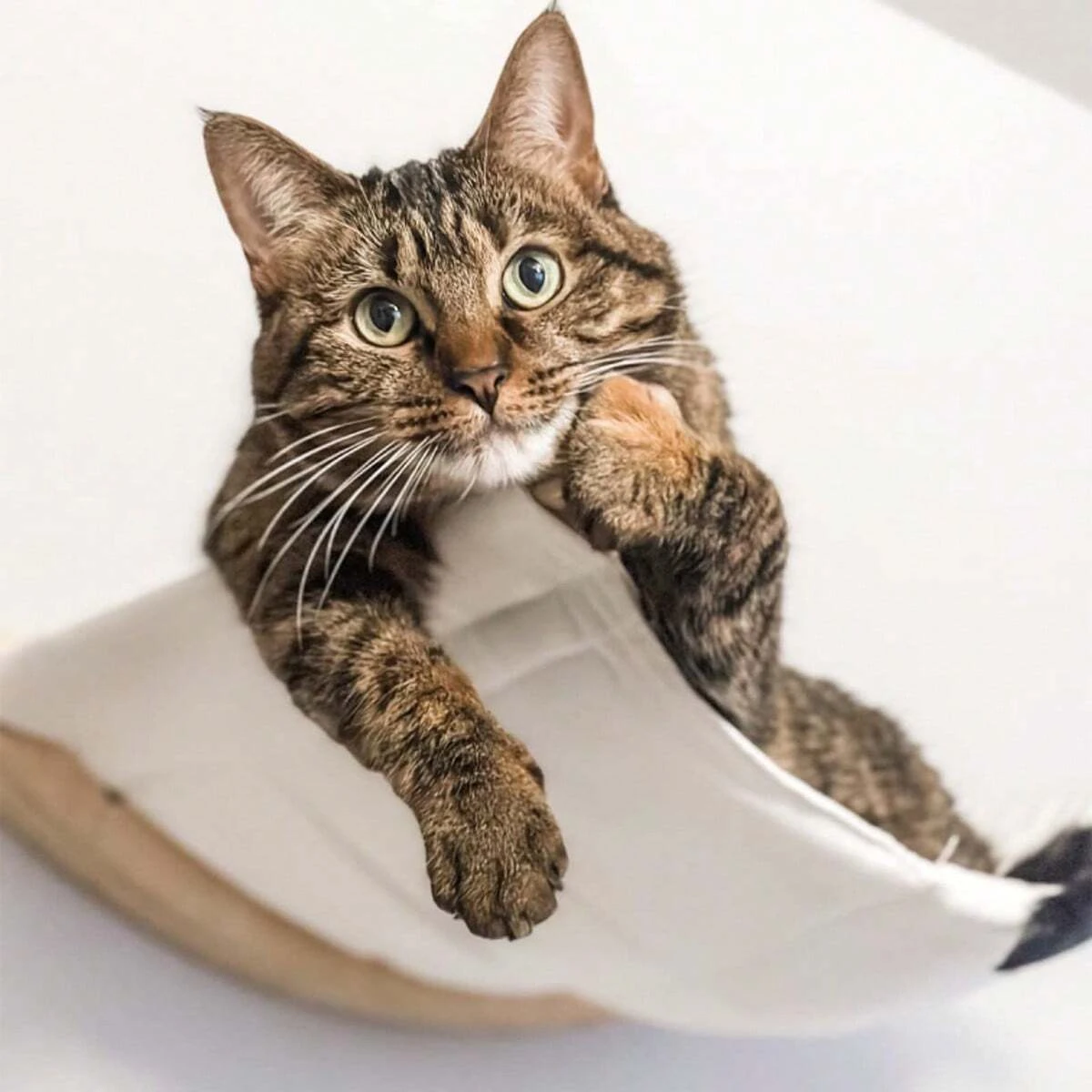 Thumbnail 2 - #70 Best Cat Beds to Buy In 2026