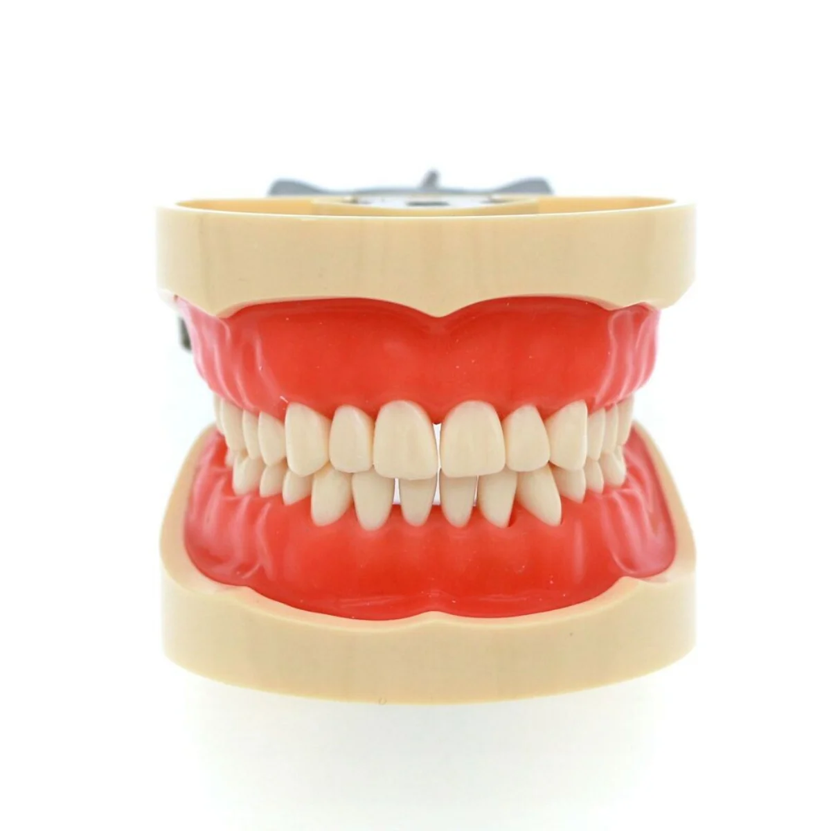 Teeth Model Kilgore NISSIN 200 Type Typodont Model Removable