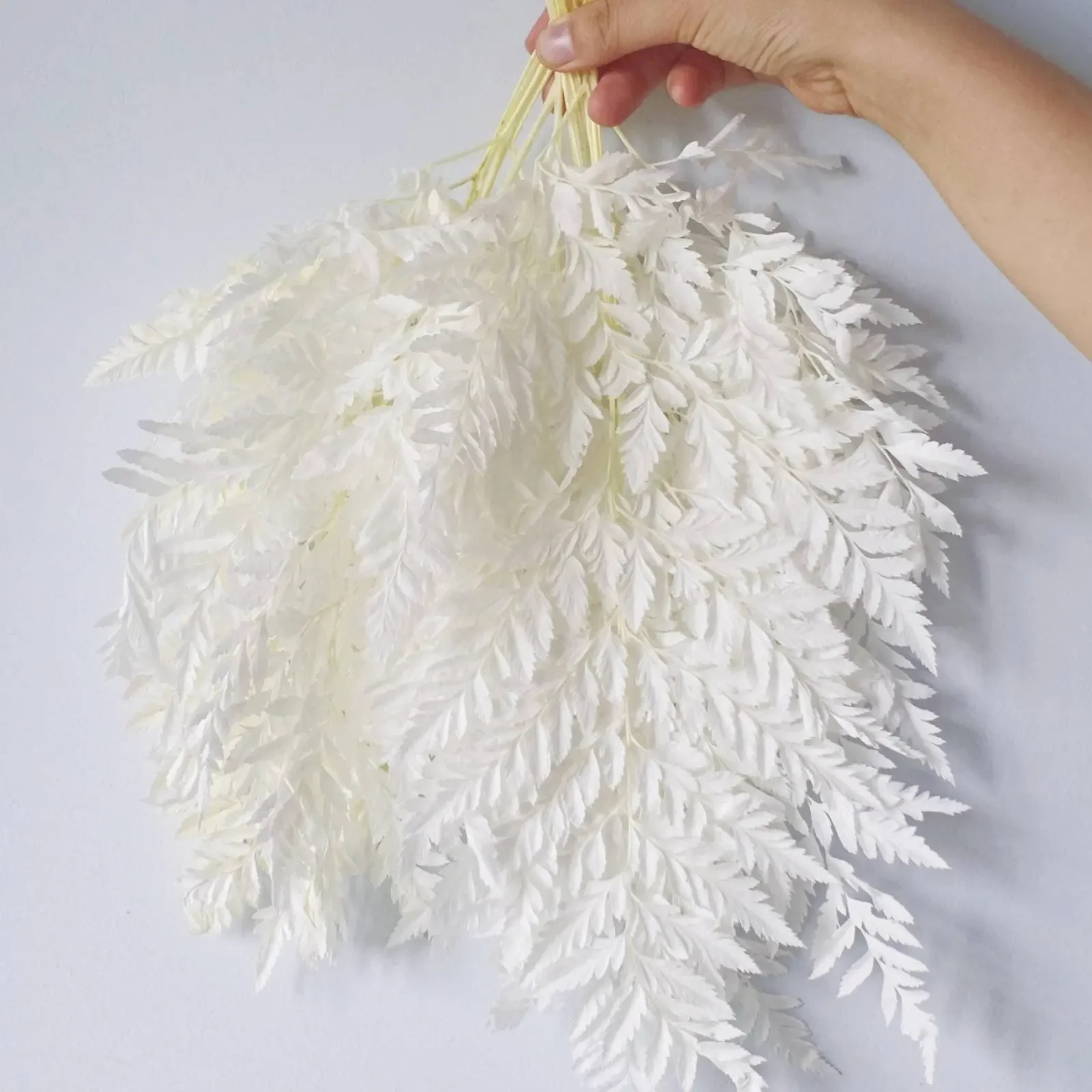 

Gorgeous Dried White Fern Leaves and Preserved Fern Stems - The Perfect Natural Plant for Stunning Home Decor, Wedding