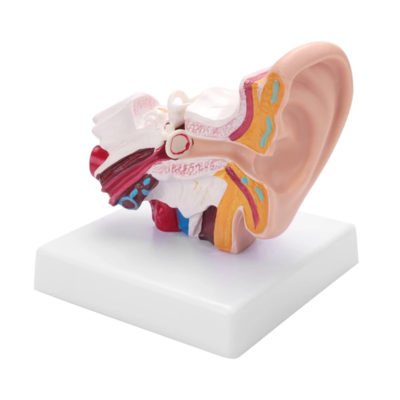 

1.5 Times Human Ear Anatomy Model Showing Organs Structure Of The Central And External Ears Teaching Supplies