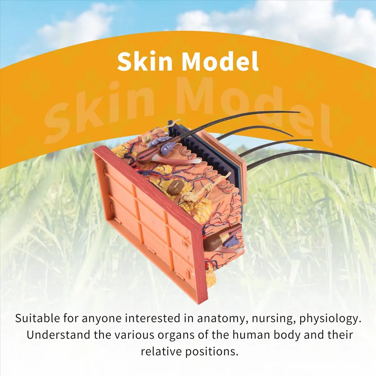 newyear828 4D Human Skin Model Hair Organs Assembling Puzzle Model Teaching Model Manikin Science Anatomical Model