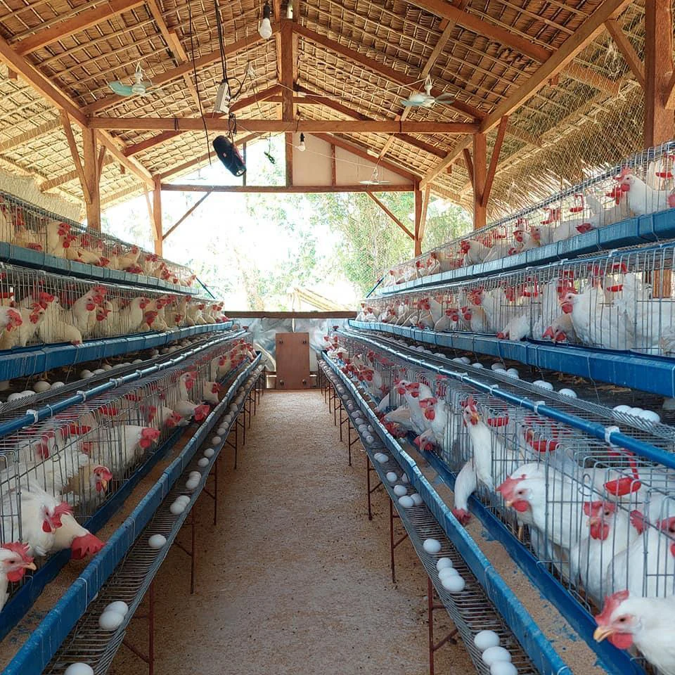 Good Price Commercial a Type Chicken Feeding Equipment Battery System Poultry Cages for Sale in Senegal