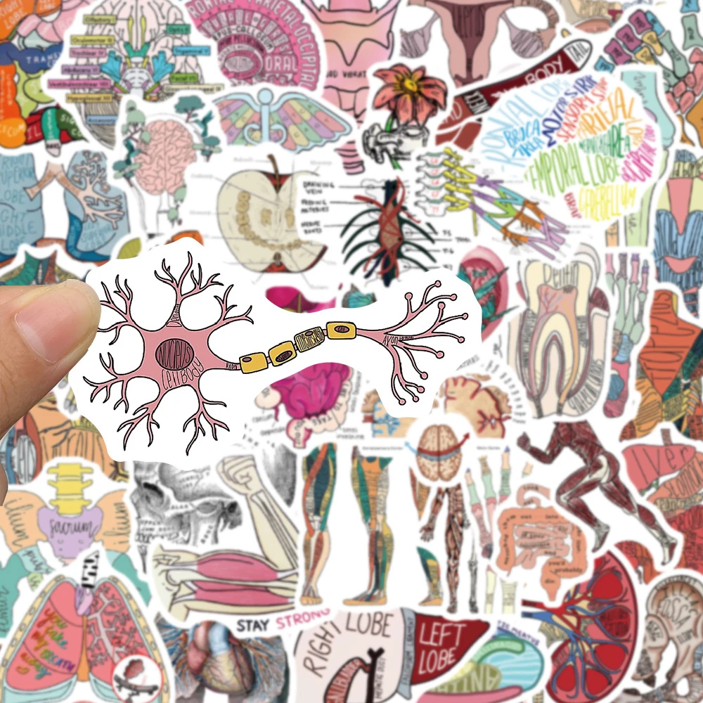 10/30/50pcs Anatomy And Physiology Body Structure Stickers Decoration Decals DIY Laptop Luggage Stationery Graffiti Sticker Pack