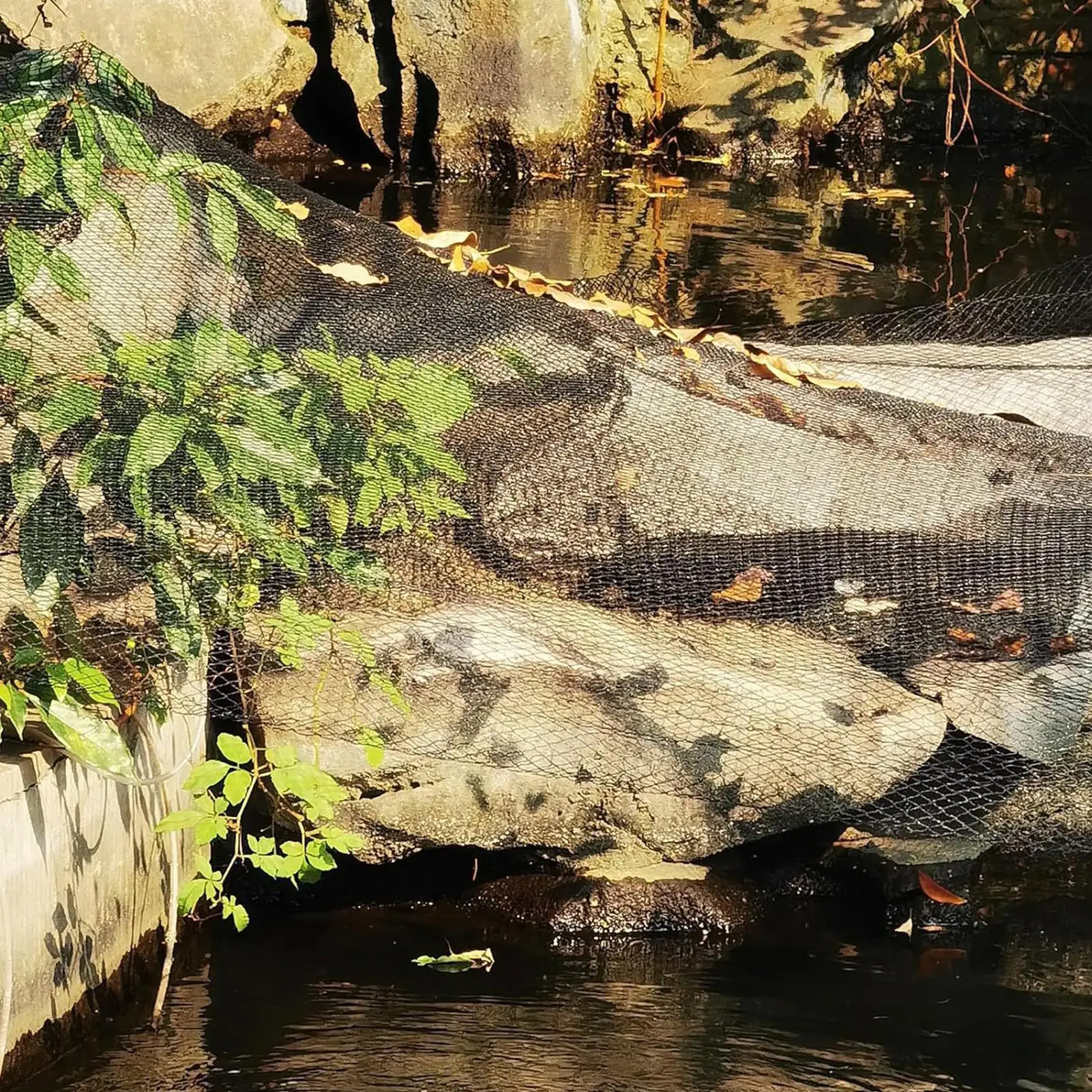 

Сетка для птиц для сада, защитная сетка для фруктов, 1333 фута, садовая сетка для птиц, барьерная сетка для фруктов, овощей, уличных деревьев